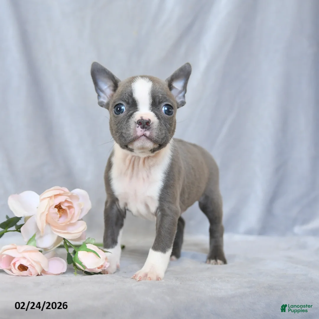 Boston Terrier dogs for sale: Fritz - Ad 1