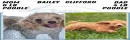 Toy Poodle dogs for sale: Tommy - Ad 13
