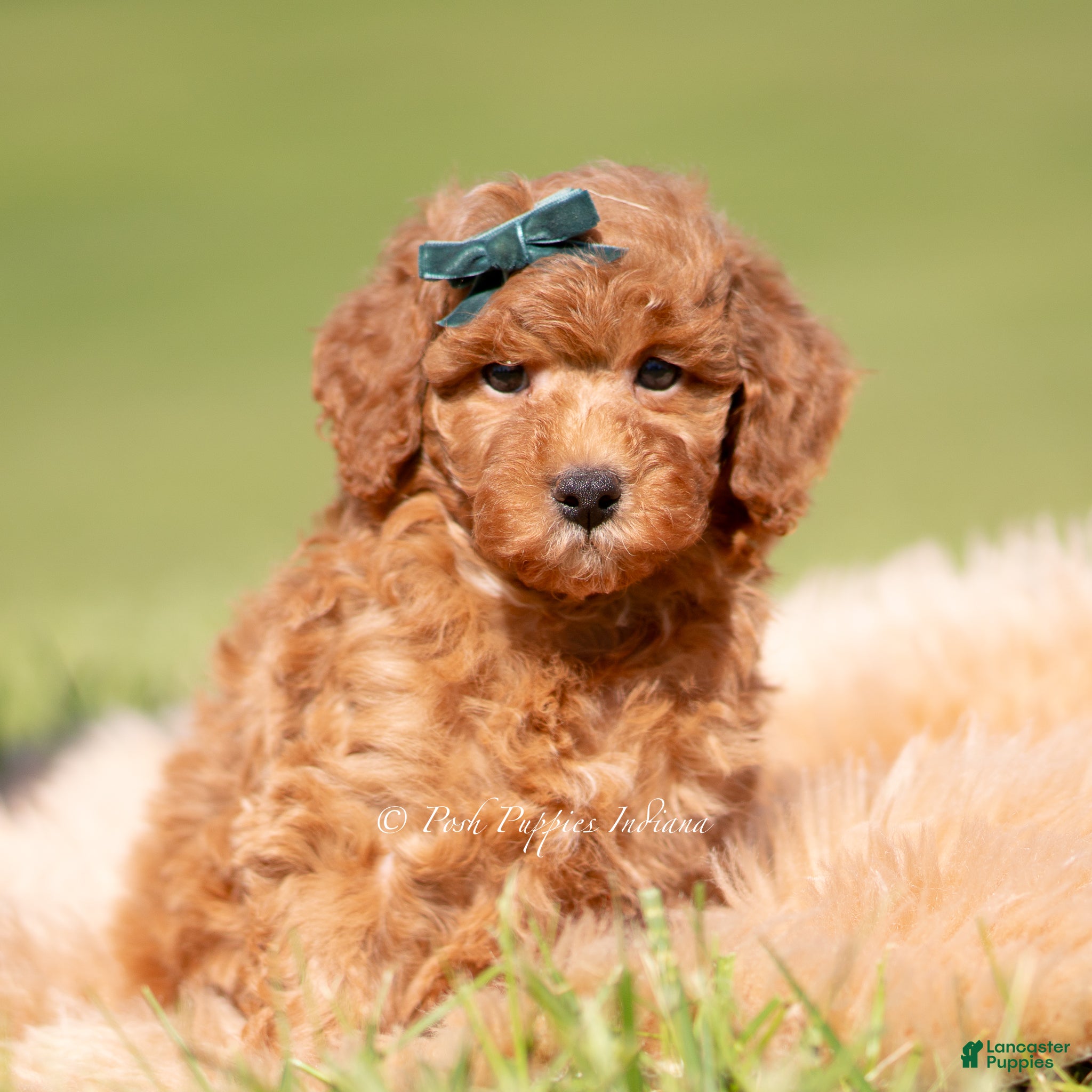 Toy Poodle dogs Rustle AKC - Ad 32