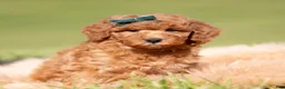 Toy Poodle dogs for sale: Rustle AKC - Ad 1