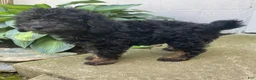 Labradoodle dogs for sale: Tyson- miniature - Ad 3