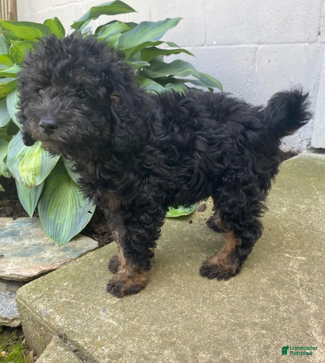 Labradoodle dogs for sale: Tyson- miniature - Ad 3