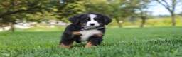 Miniature Bernese Mountain Dog dogs for sale: Kory - Ad 6