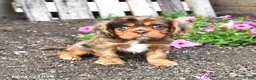 Cavalier King Charles Spaniel dogs for sale: Dakota - Ad 1