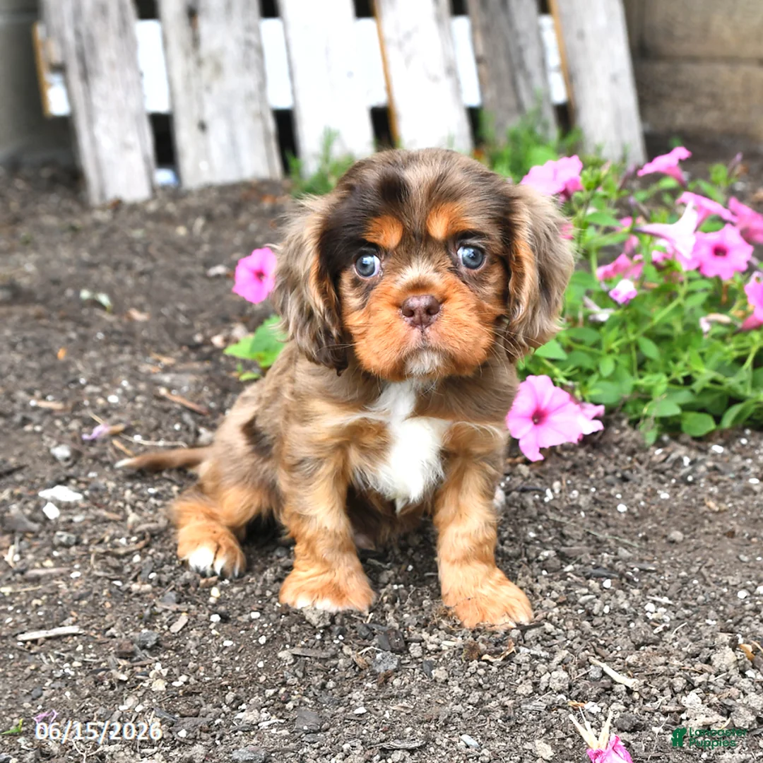 Cavalier King Charles Spaniel dogs for sale: Dakota - Ad 1
