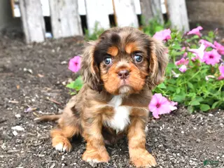 Cavalier King Charles Spaniel dogs for sale: Dakota - Ad 4