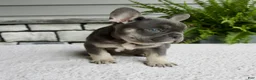 French Bulldog dogs for sale: Noah - Ad 4