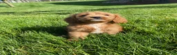 Cavapoo dogs for sale: Thor - Ad 14