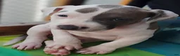 American Pit Bull Terrier dogs for sale: American Pit Bull Terrier 5 - Ad 3