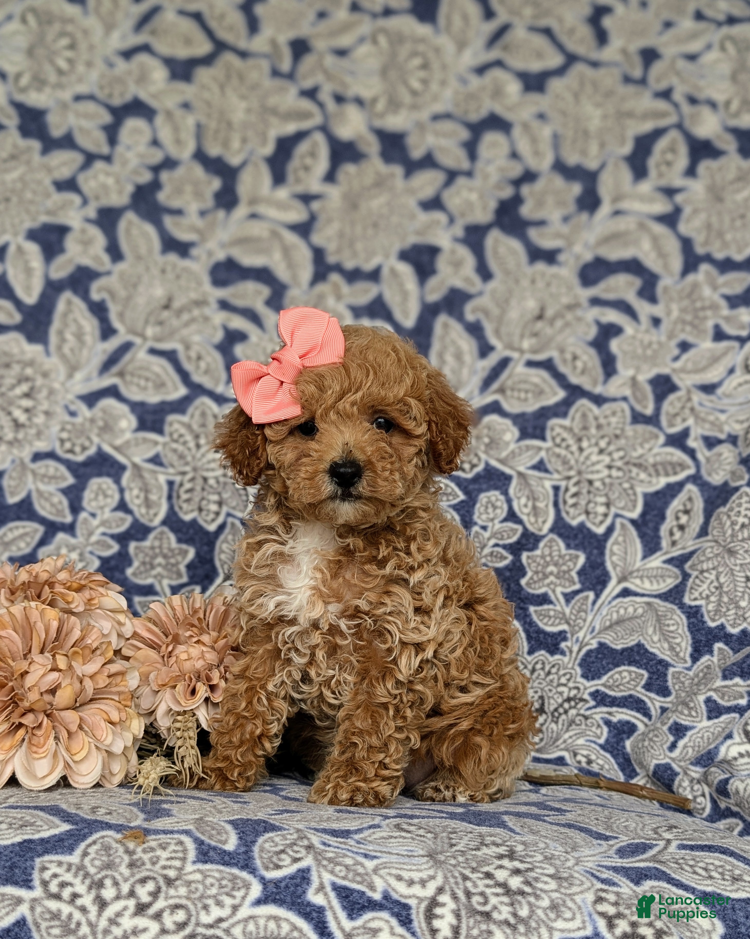 Miniature Poodle dogs Priscilla - Ad 1