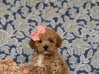 Miniature Poodle dogs for sale: Priscilla - Ad 2