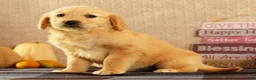 Golden Retriever dogs for sale: Janet - Ad 8