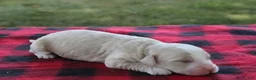 Mini Goldendoodle dogs for sale: Vinnie - Ad 5