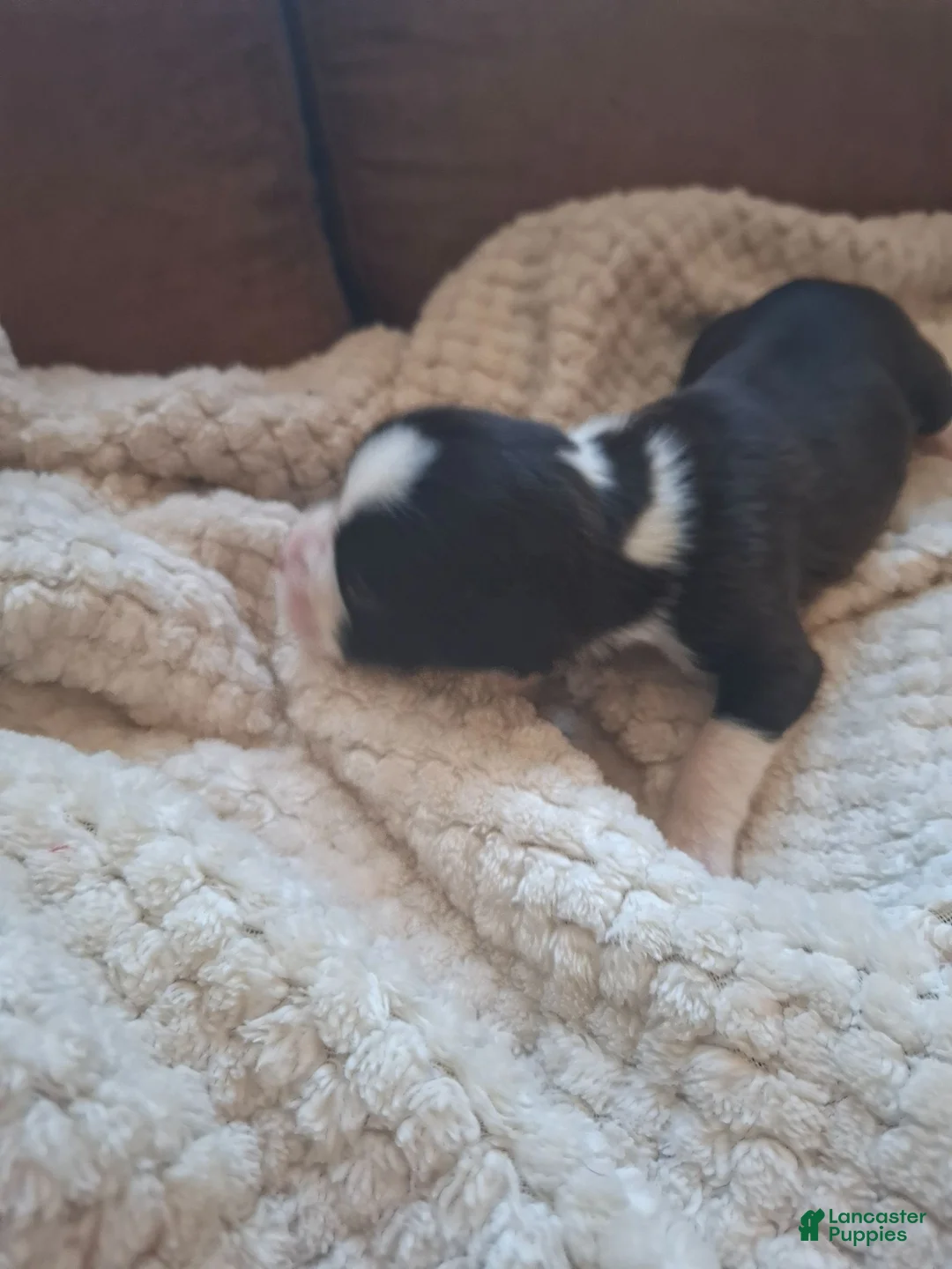 Boxer dogs for sale: Boxer 5 - Ad 2