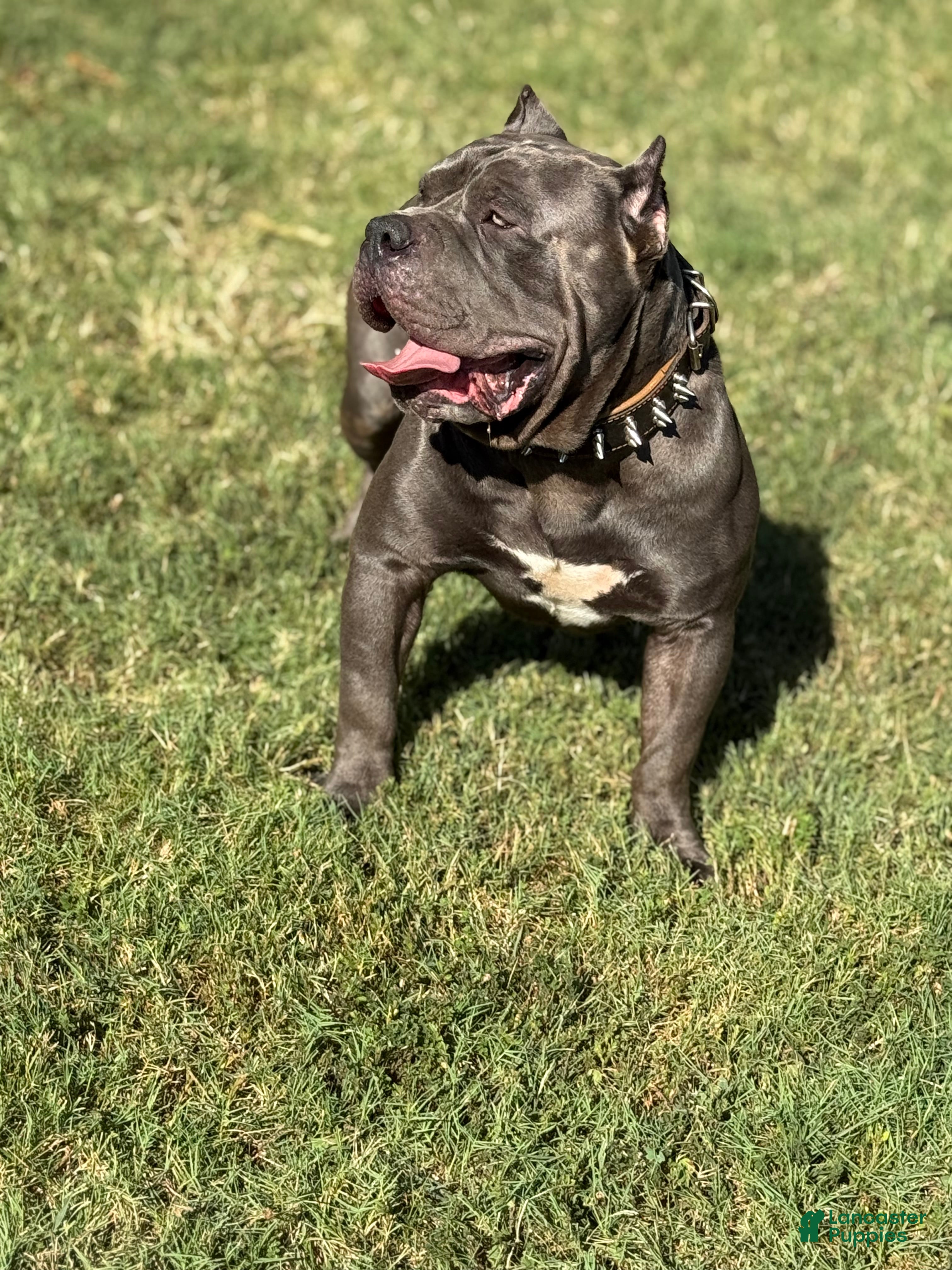 American Bully dogs American Bully (STUD) - Ad 36