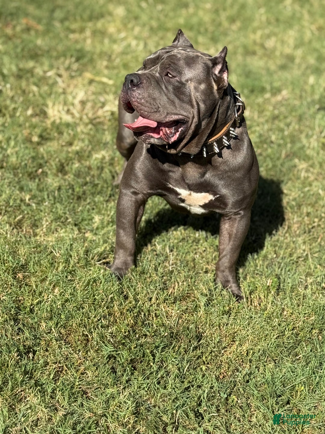 American Bully dogs for stud: American Bully (STUD) - Ad 1