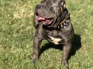 American Bully dogs American Bully (STUD) - Ad 3