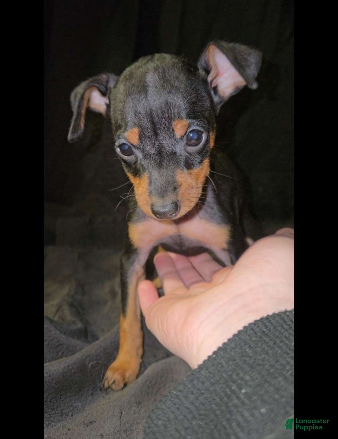 Miniature Pinscher dogs for sale: Zorro - Ad 2
