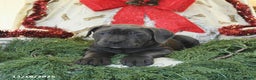 Cane Corso dogs for sale: Pal   - Ad 3