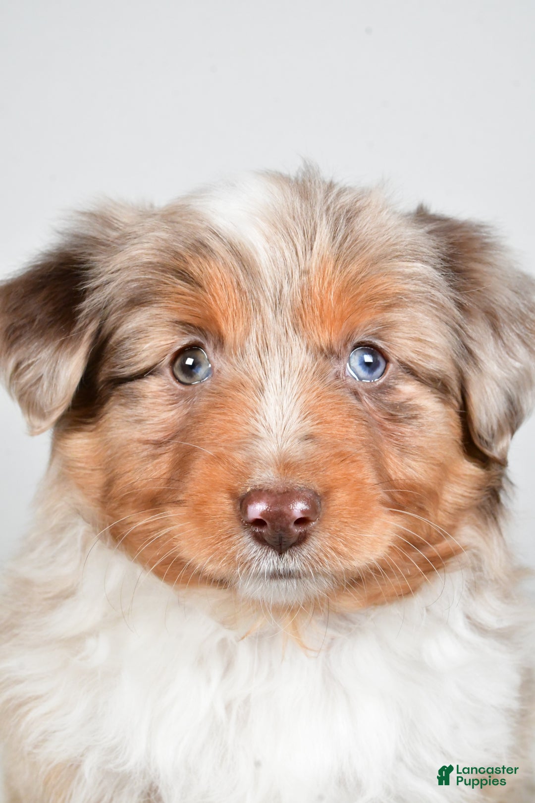 Miniature Australian Shepherd dogs for sale: Rita - Ad 2