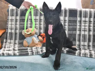 Belgian Malinois dogs Zeus - Ad 15