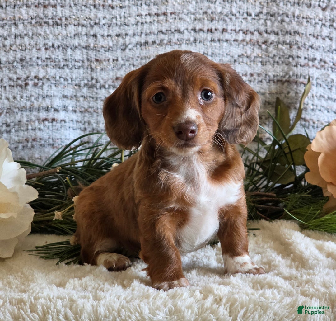 Miniature Dachshund dogs for sale: Sophie - Ad 5