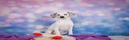 Mixed Breed dogs for sale: Lizzy - Ad 8