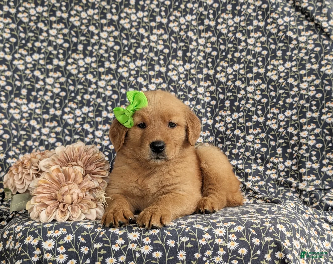 Golden Retriever dogs for sale: Zoie AKC Reg - Ad 5
