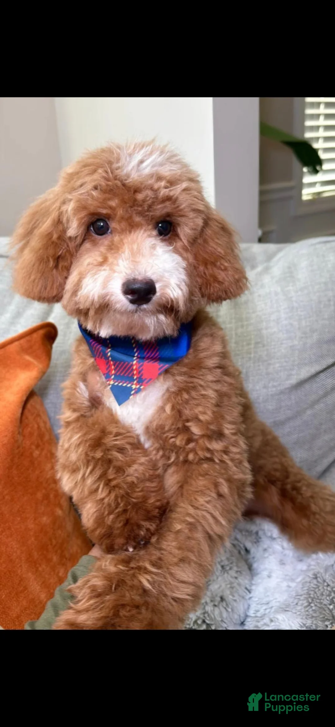 Miniature Poodle dogs for sale: Miniature Poodle 1 - Ad 1