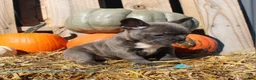 Mixed Breed dogs for sale: Shelly - Ad 4