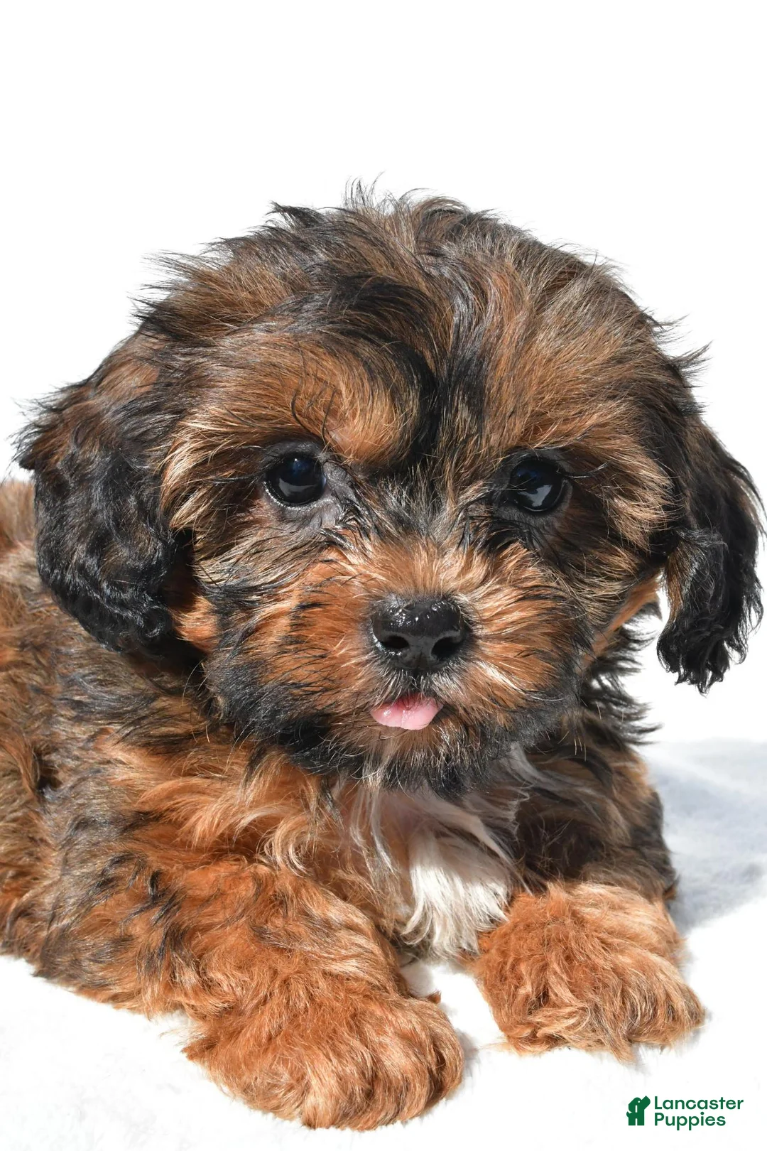 Shihpoo dogs for sale: Connor - Ad 2