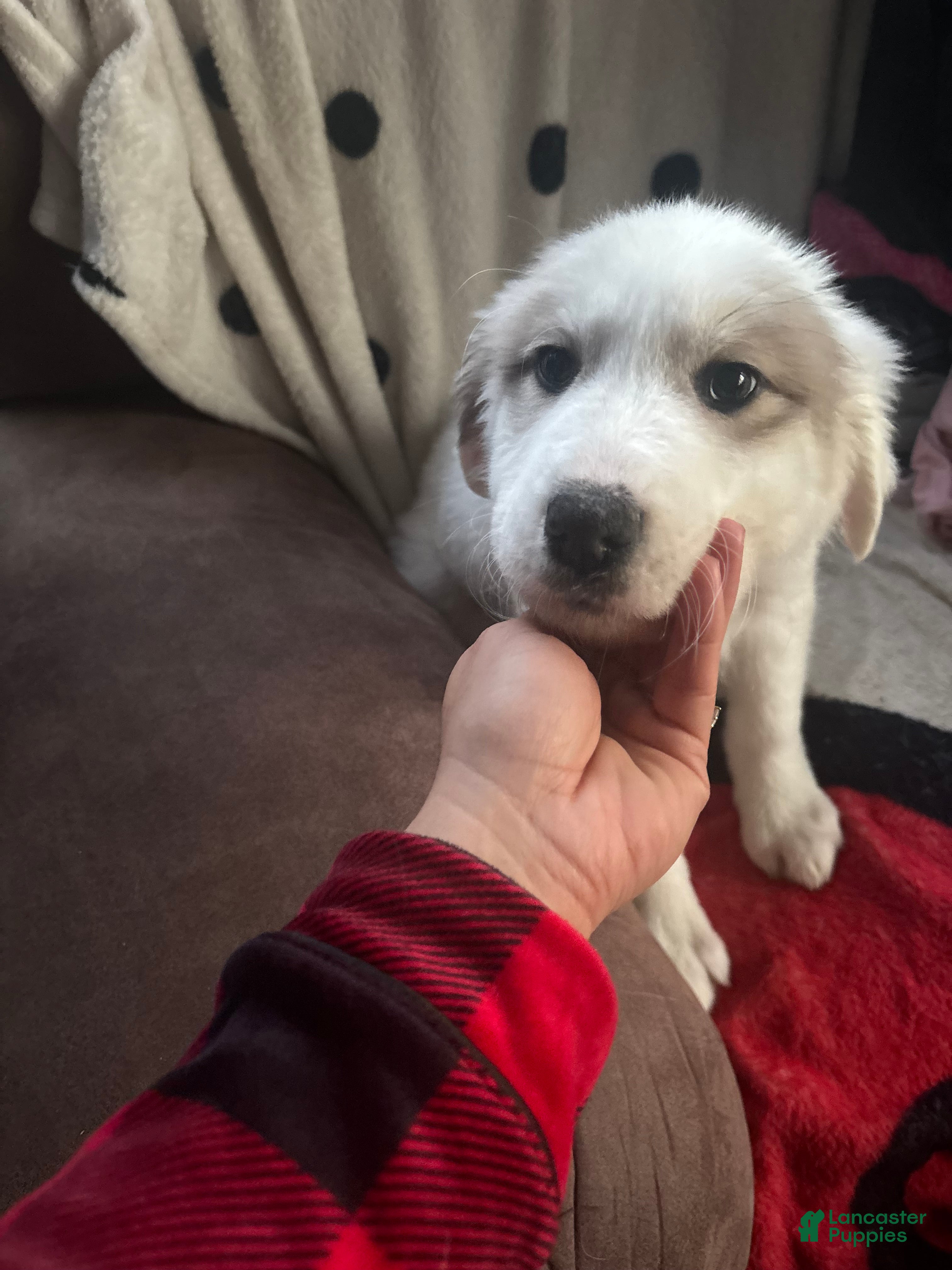 Great Pyrenees dogs Jelly roll, vanilla bean,  - Ad 13