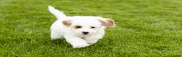Mini Goldendoodle dogs for sale: Penelope  - Ad 9