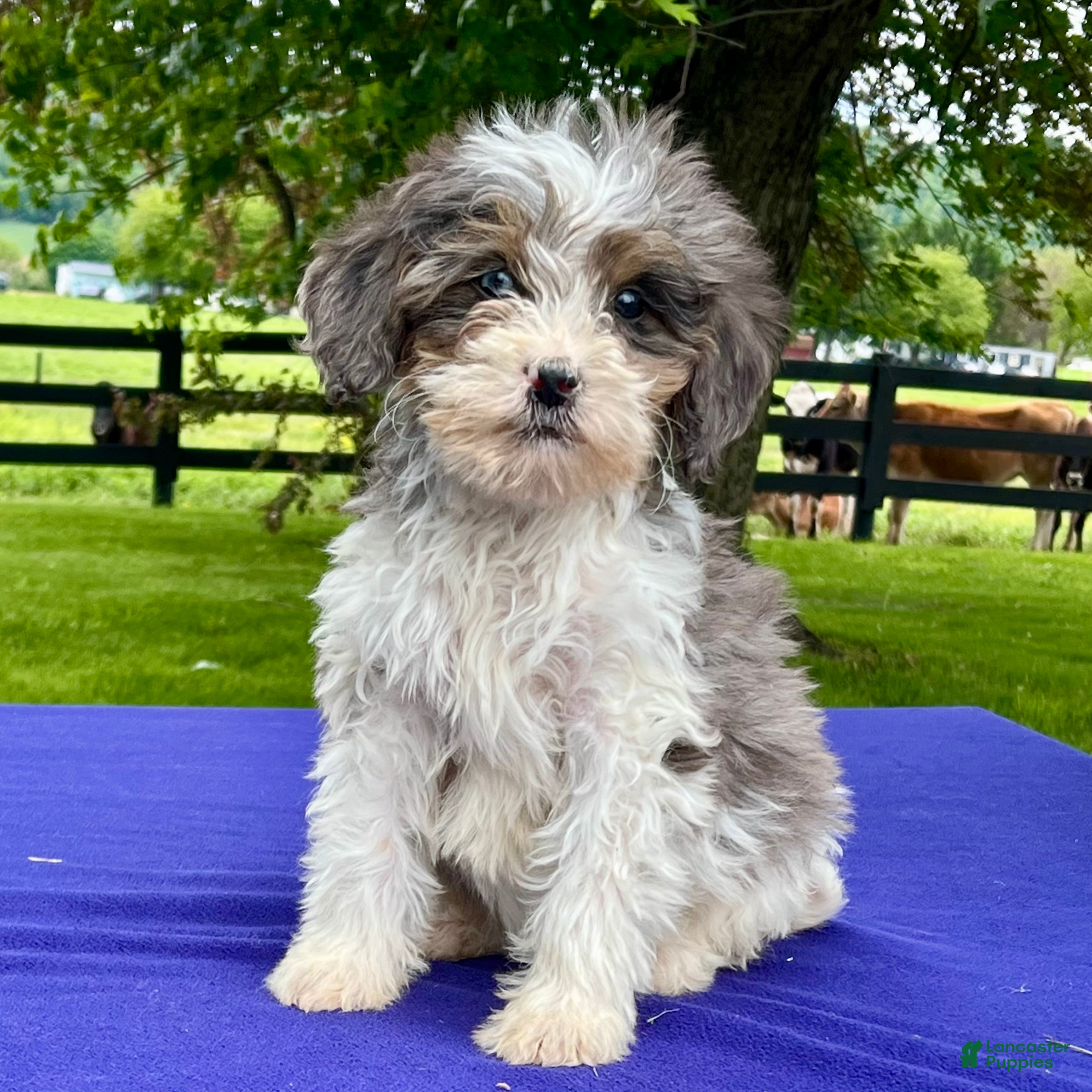 Bernedoodle dogs Nova - Ad 1