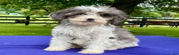 Bernedoodle dogs for sale: Nova - Ad 1