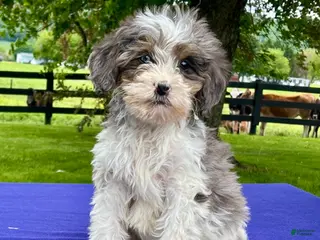 Bernedoodle dogs for sale: Nova - Ad 1