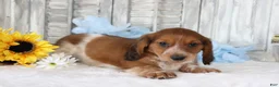 Dachshund dogs for sale: Samson  - Ad 3