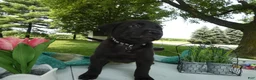 Sheprador dogs for sale: Sheprador 3 Kenny - Ad 3