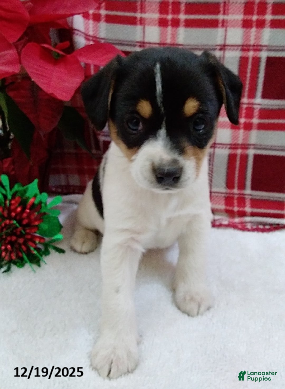 Mixed Breed dogs for sale: Twila - Ad 1