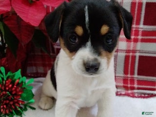 Mixed Breed dogs Twila - Ad 9