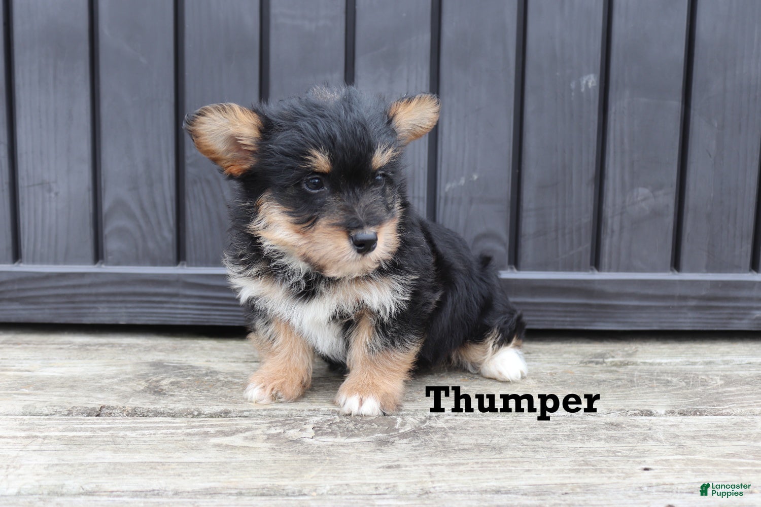 Corgipoo dogs Thumper - Ad 2