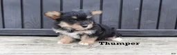 Corgipoo dogs for sale: Thumper - Ad 2