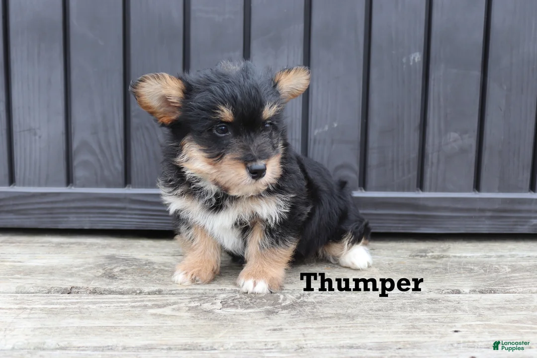 Corgipoo dogs for sale: Thumper - Ad 2