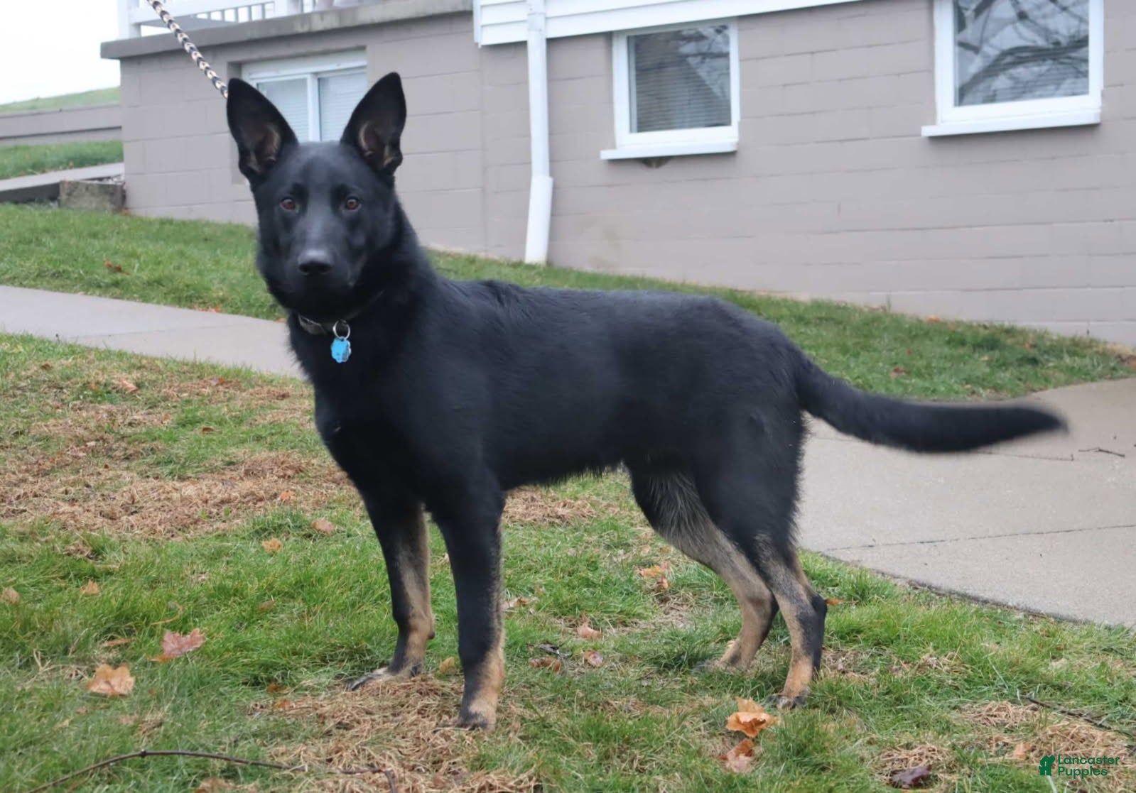 German Shepherd dogs Tucker - Ad 1