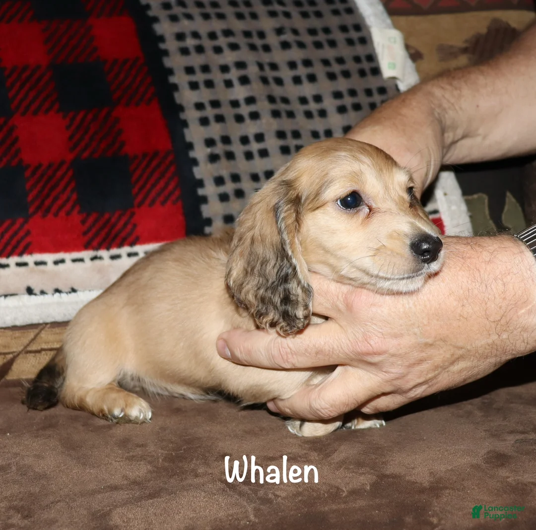 Miniature Dachshund dogs for sale: Whalen - Ad 2