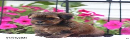 Shorkie dogs for sale: Milky Way - Ad 5