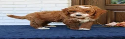 Mini Goldendoodle dogs for sale: Sparky  - Ad 3