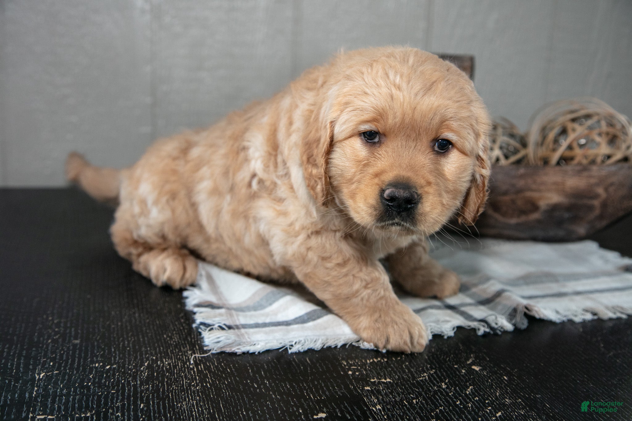 Golden Retriever dogs Zach - Ad 2