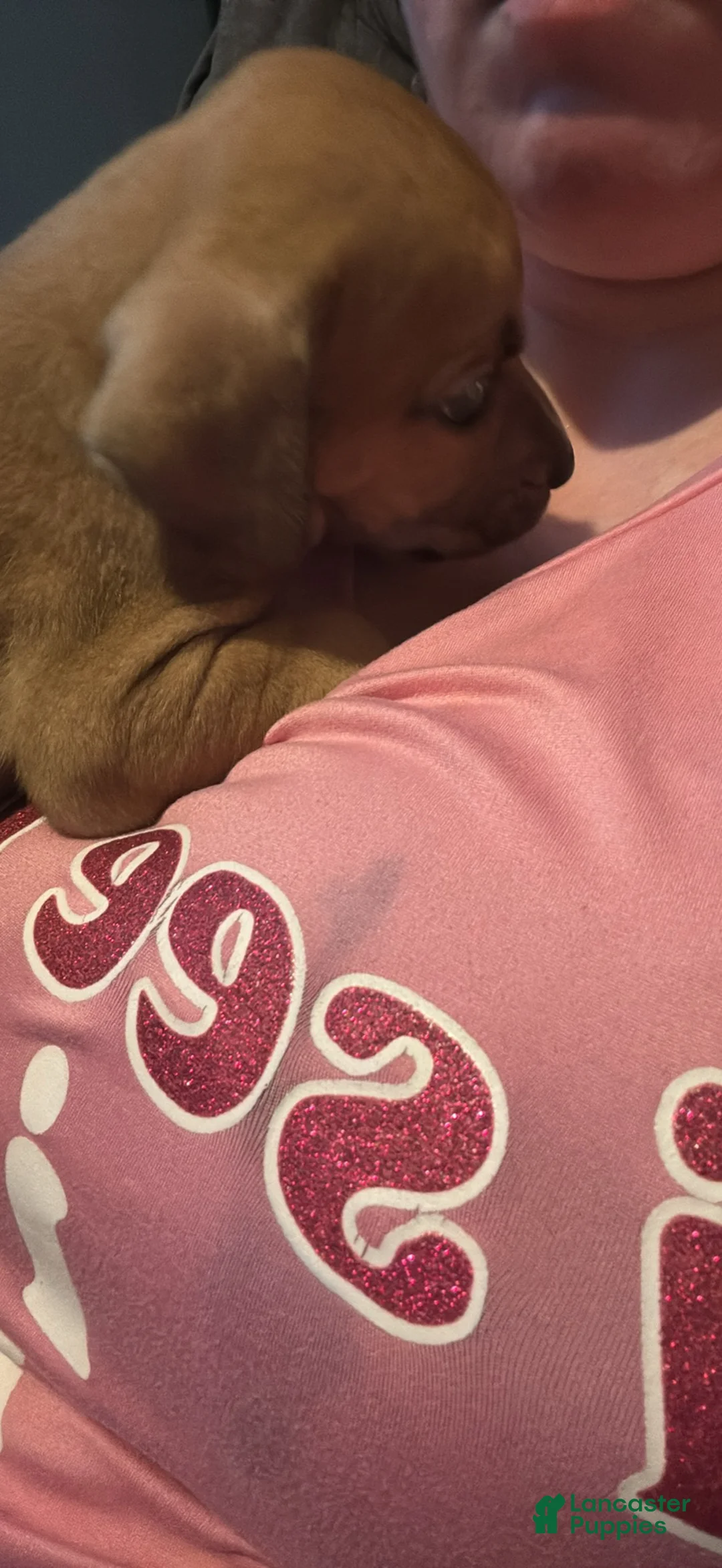 Mixed Breed dogs for sale: Mixed Breed Puppy 3 - Ad 7