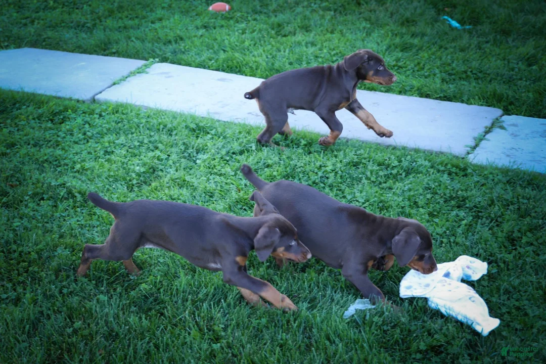 Doberman Pinscher dogs for sale: MASTER - Ad 24
